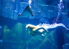 Visitez l'Aquarium de Paris